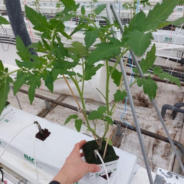 Plantation Tomates des frères besnard 1