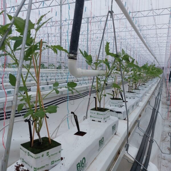 Plantation Tomates des frères besnard 2