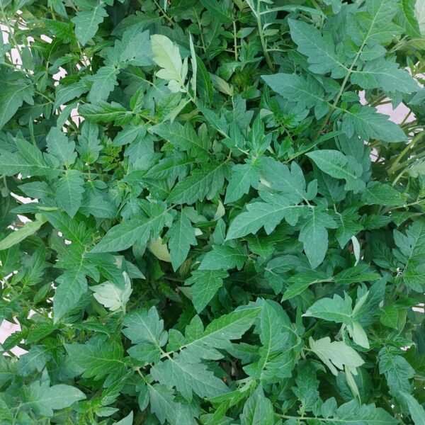 Plantation Tomates des frères besnard 4