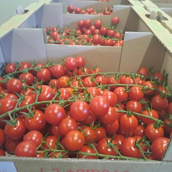 visite de son client PVM - 2