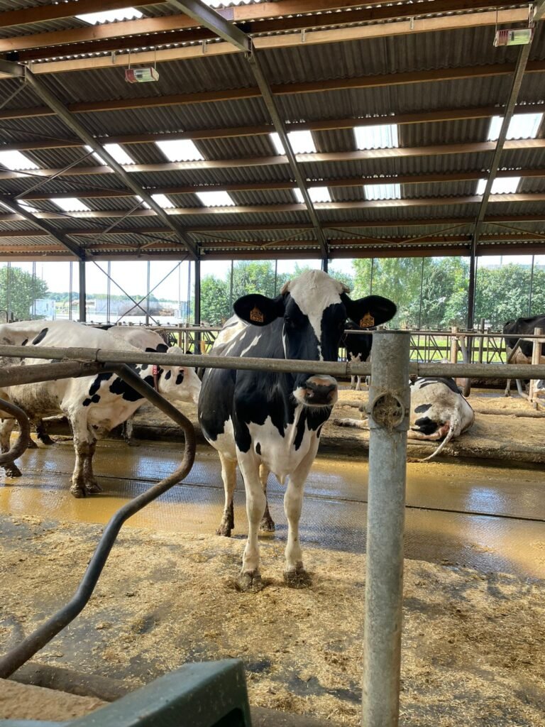 ferme des Gaboriaux - 17-08-23 - 5