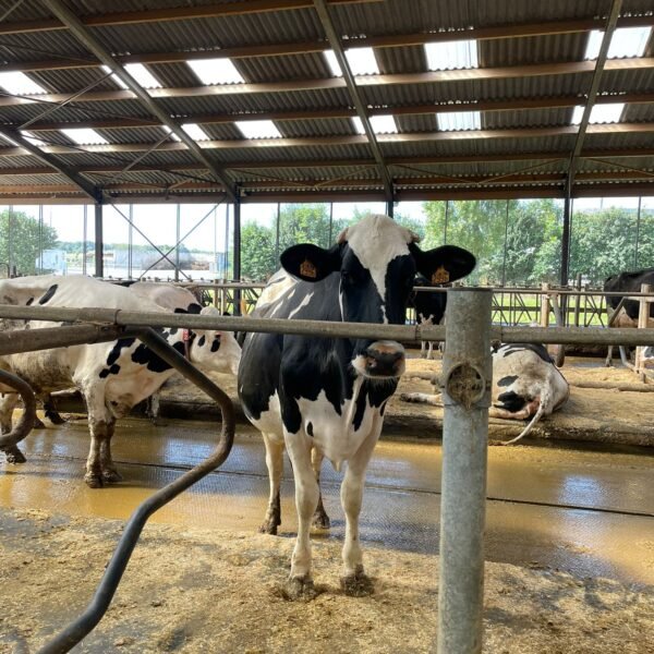 ferme des Gaboriaux - 17-08-23 - 5