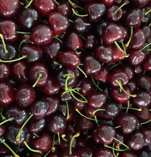 Début de saison cerises 2023 - 2