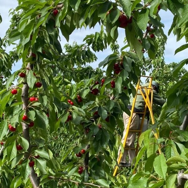 Début de saison cerises 2023 - 3
