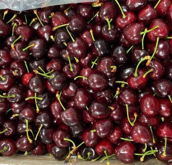 Début de saison cerises 2023 - 5