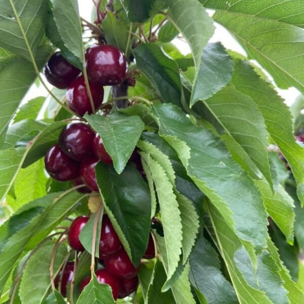 Début de saison cerises 2023 - 7