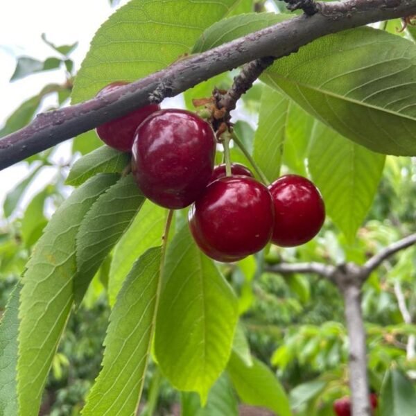 Début de saison cerises 2023 - 8