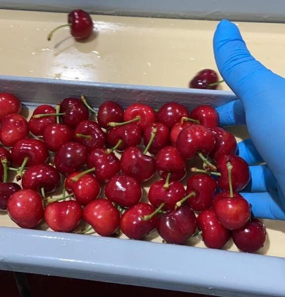 Début de saison cerises 2023 - 9