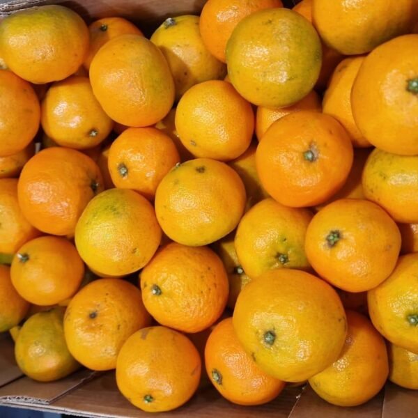 Offre clémentines bio Italie Calabre - 1