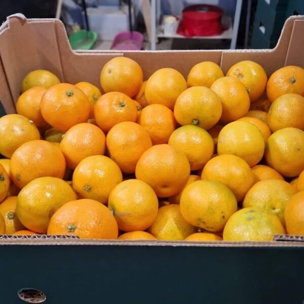 Offre clémentines bio Italie Calabre - 2