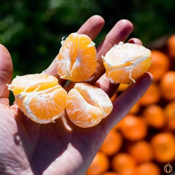 Clémentine Hernandina 2024 - 2