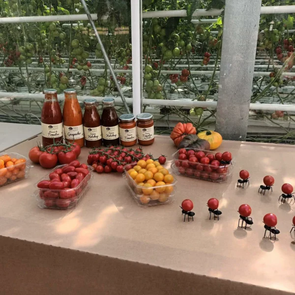 Présentation de sa gamme de tomates - 2024 - 1