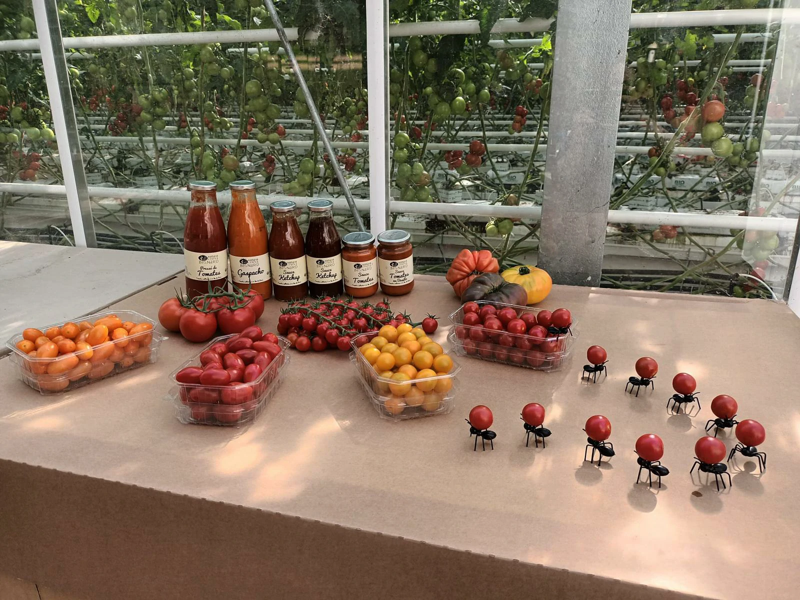 Lire la suite à propos de l’article Présentation de sa gamme de tomates – 07/2024