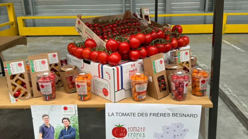 Alexandre Besnard producteur de tomates – 2024