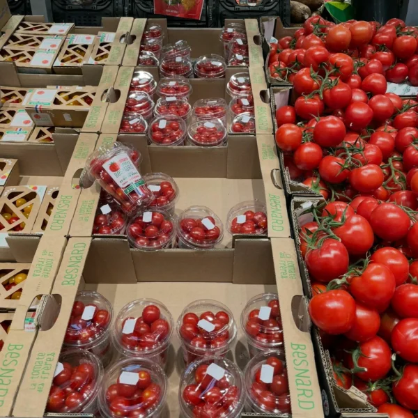 Shaker en version plastique ou carton 2025 - 3