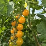 Plus que 15 jours avant la fin de saison 2025