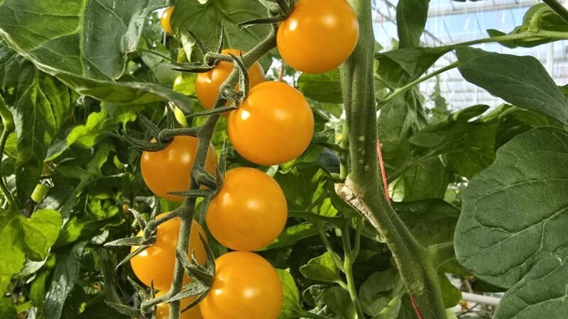 Plus que 15 jours avant la fin de saison 2025